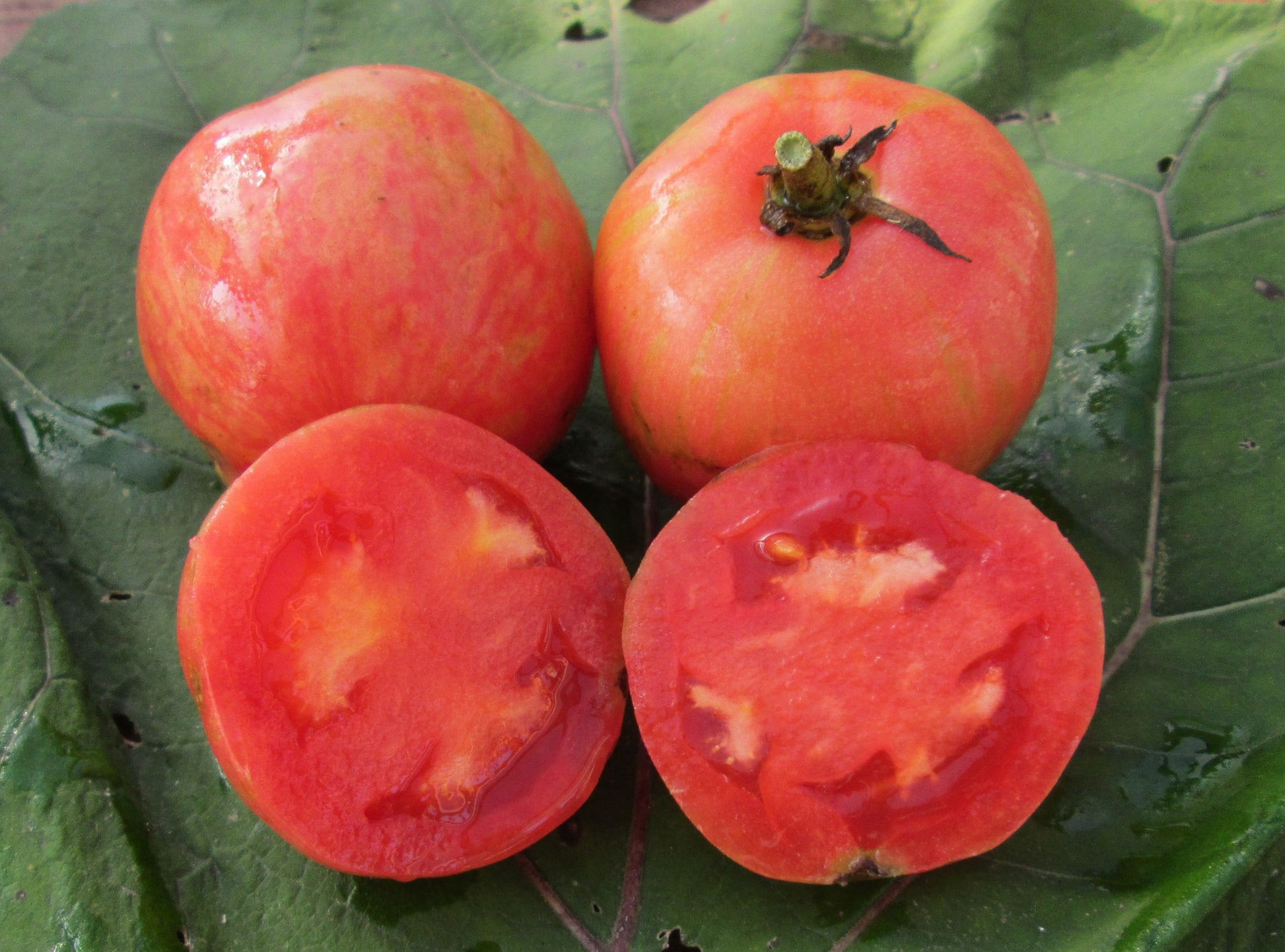 Pink Furry Boar Tomato