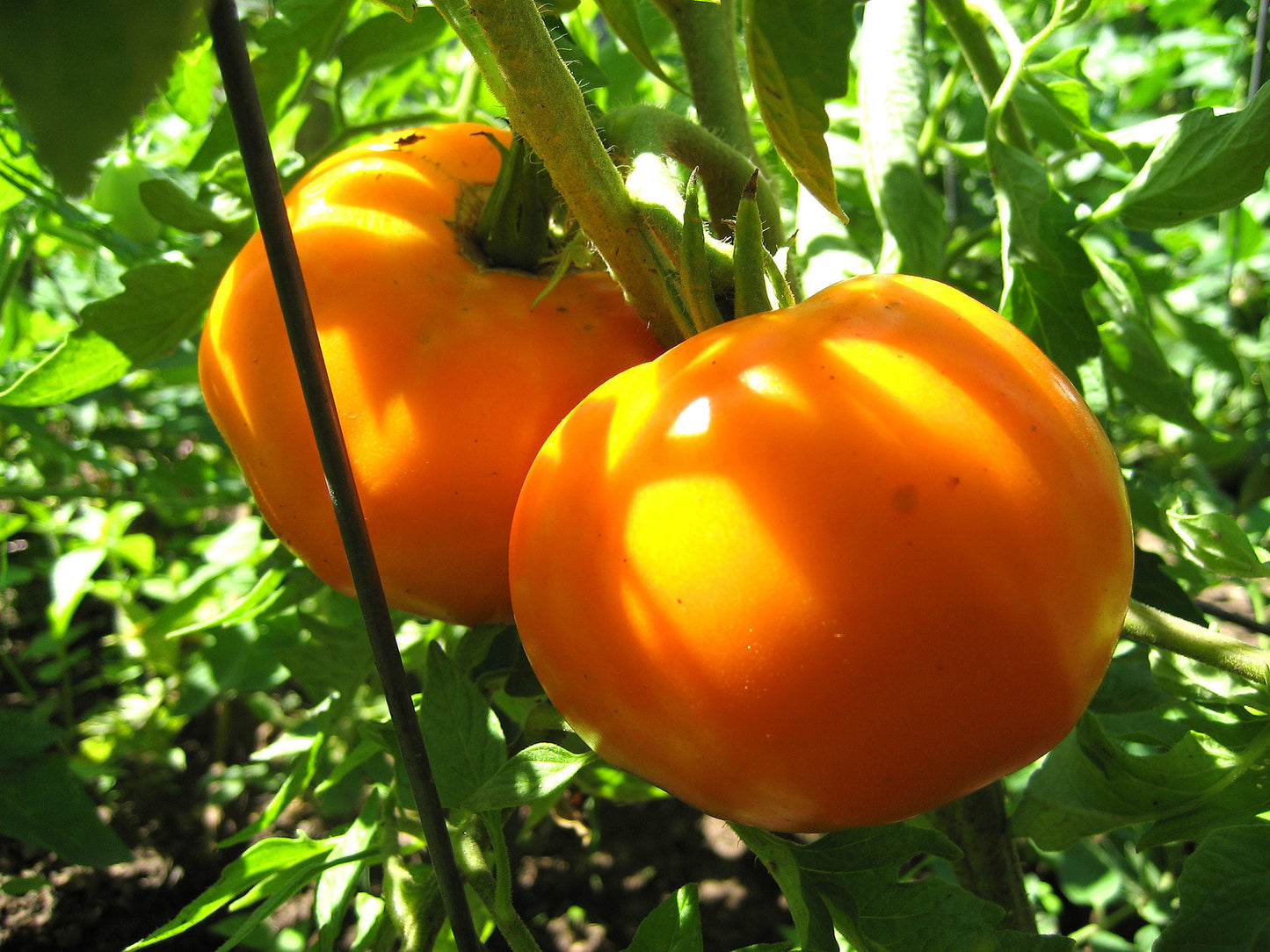Jubilee Tomato