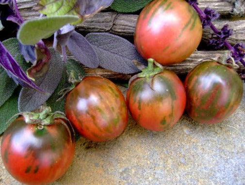 Vernissage Black Tomato