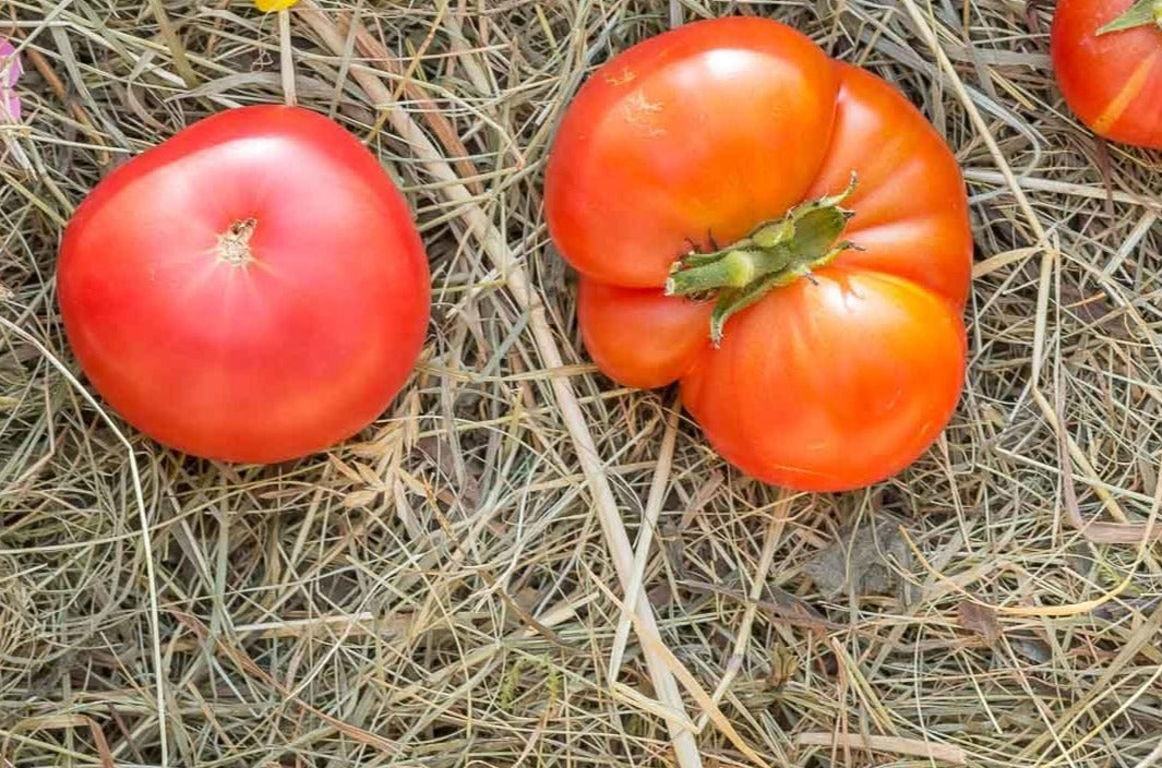 Dwarf Champion Improved Tomato