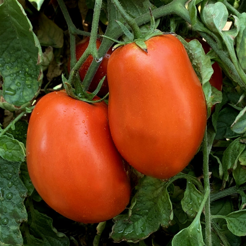 Oregon Pride Tomato