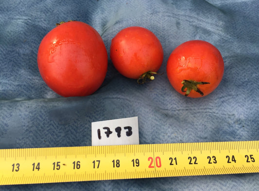 Japanese Dwarf Tomato