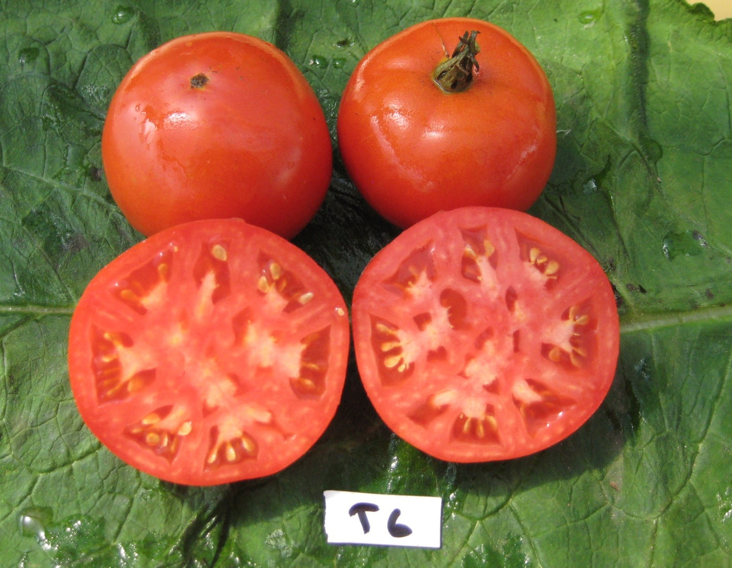 Oregon Spring Tomato