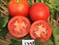 Harbinger Tomato