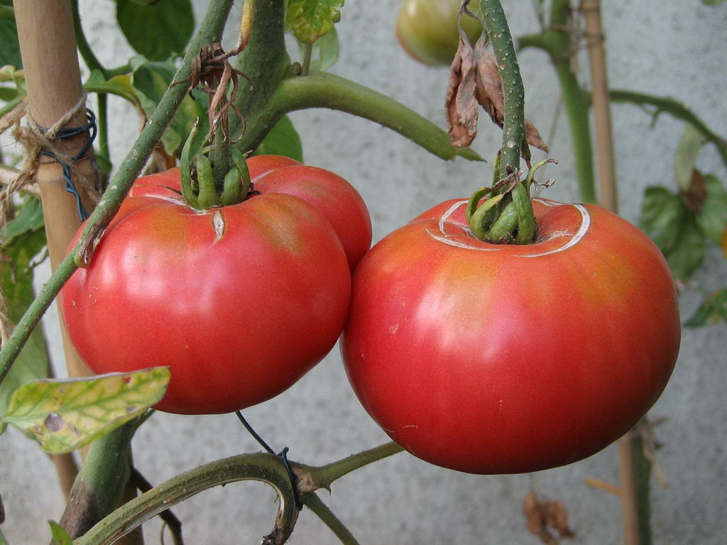 Caspian Pink Tomato