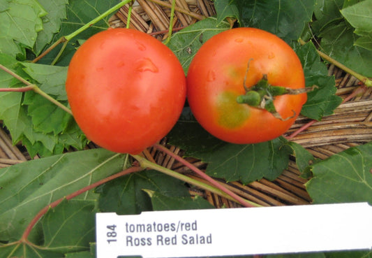 Ross Red Salad Tomato