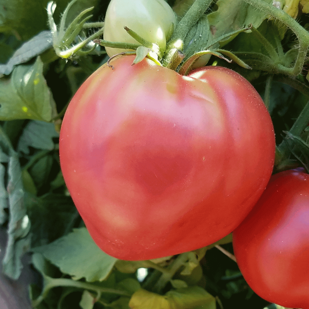 Oxheart Tomato