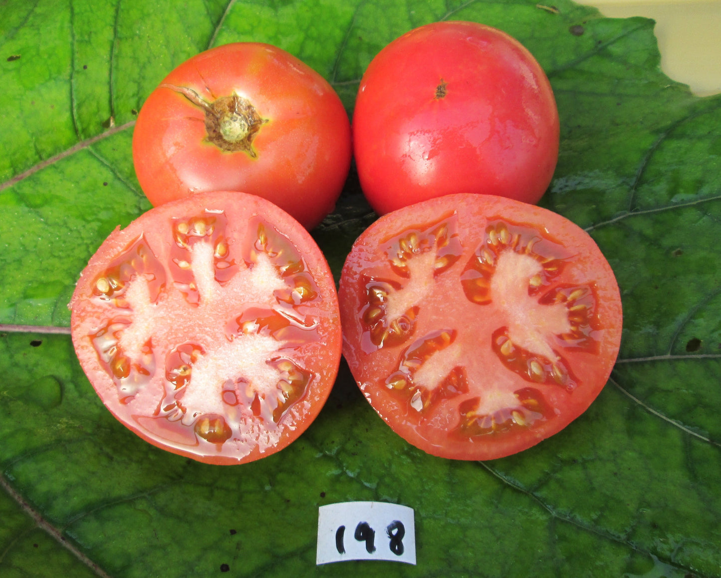 Dufresne Tomato