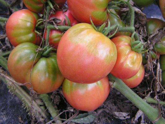 Pink Ponderosa Tomato