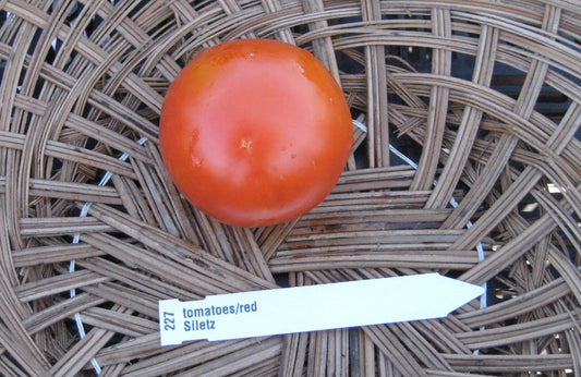 Siletz Tomato