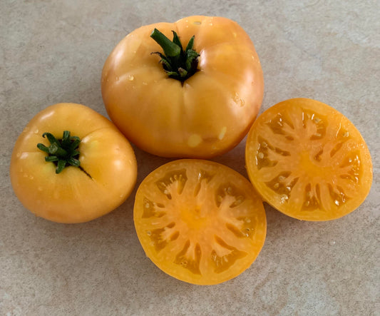Dwarf Orange Cream Tomato- Organic