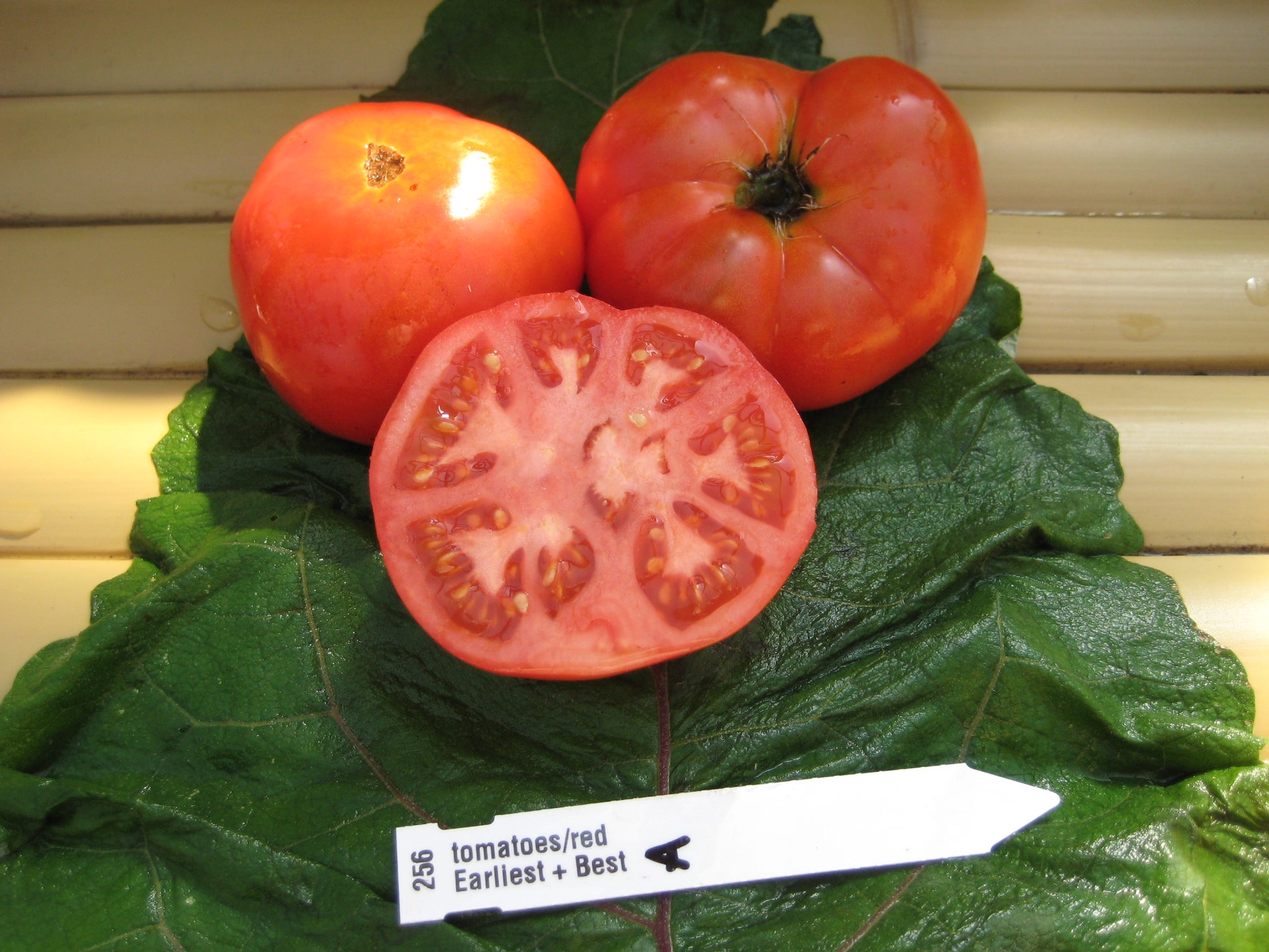 Burgess' Earliest and Best Tomato