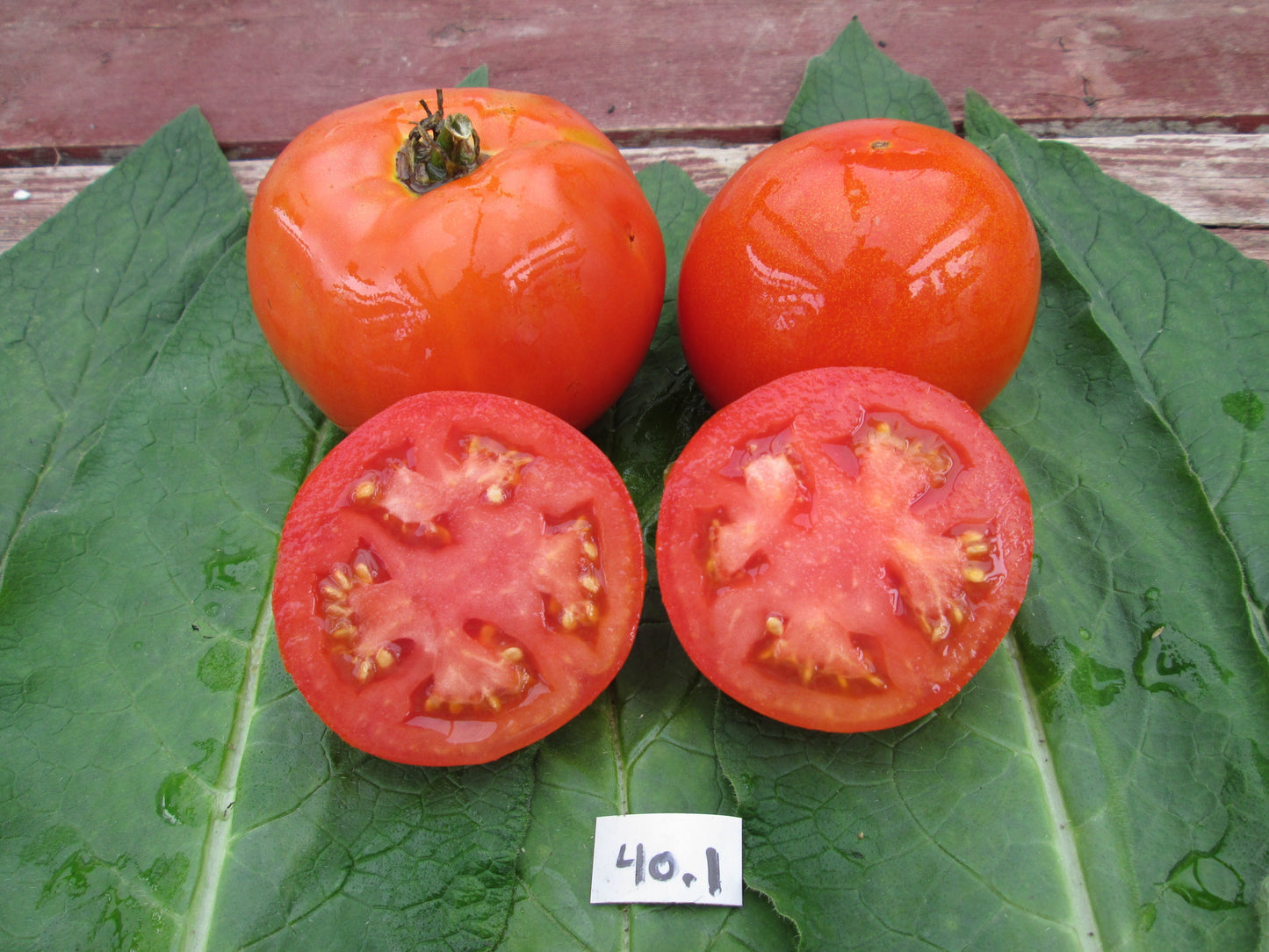 Grosse Lisse Tomato