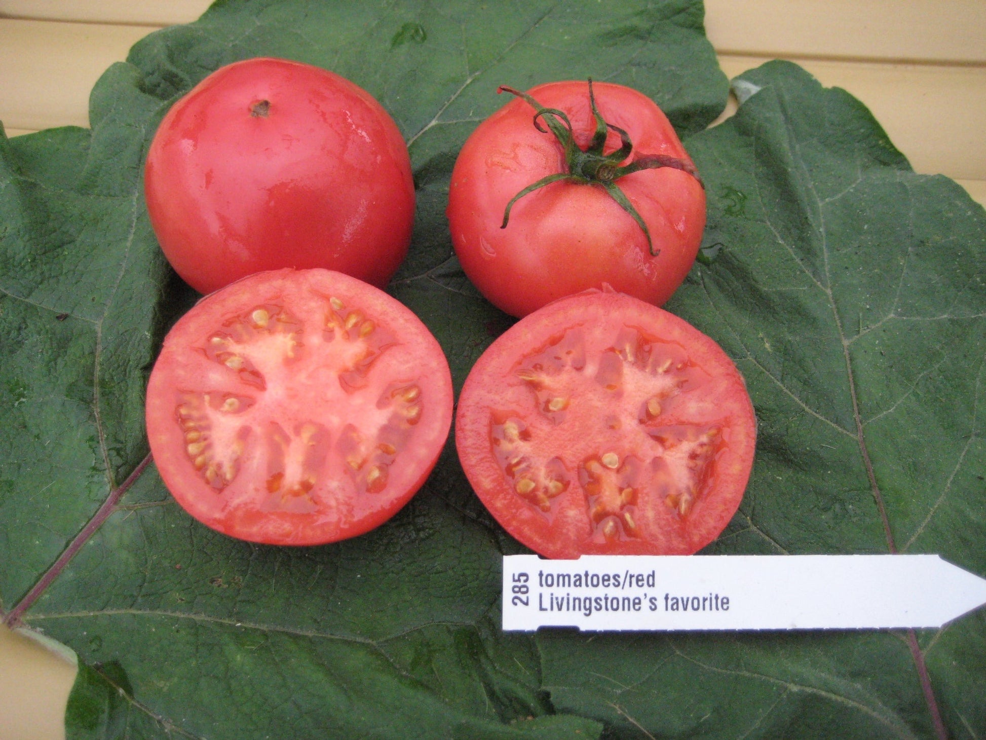 Livingston's Favorite Tomato