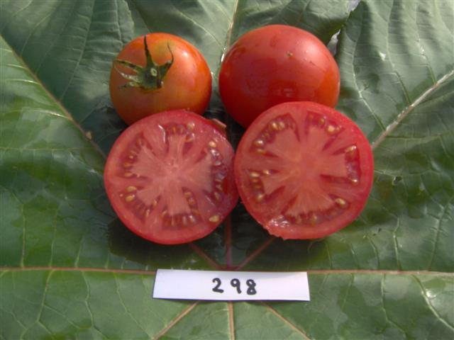 Clark's Early Jewel Tomato