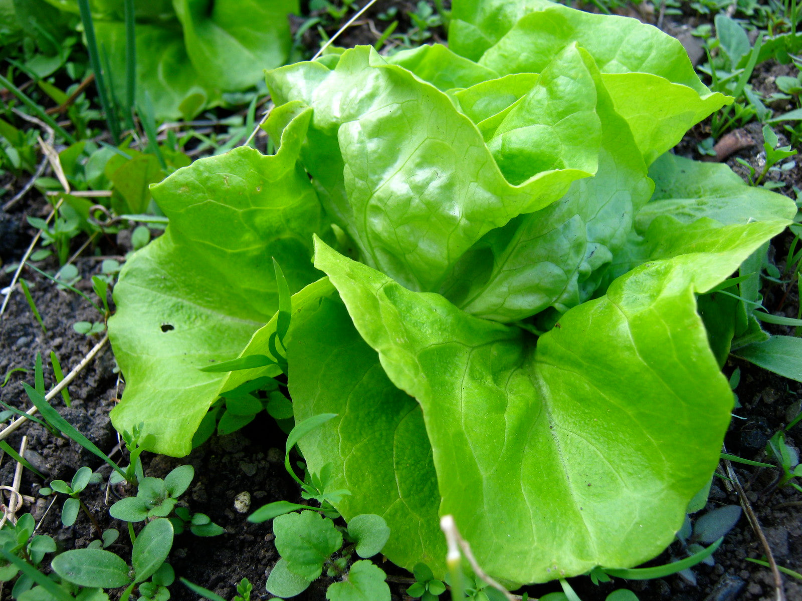 Tom Thumb lettuce