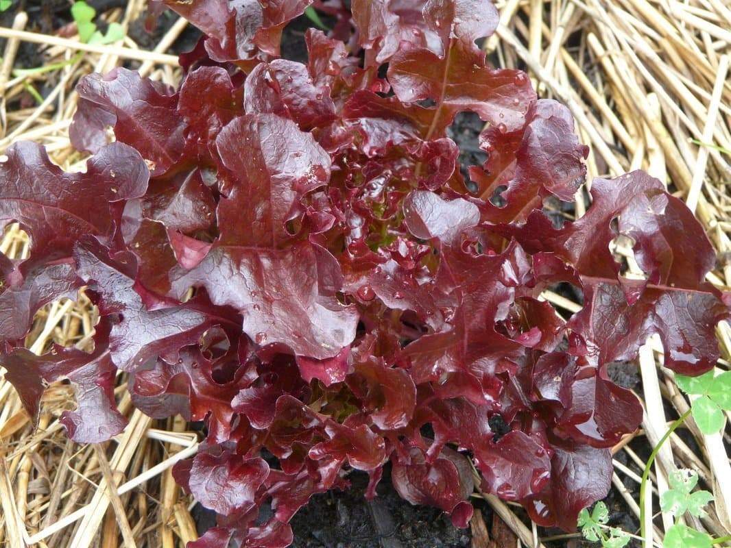 Red Salad Bowl Lettuce