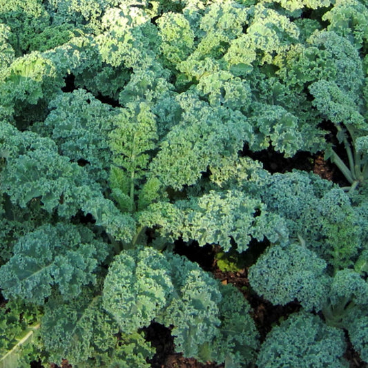 Dwarf Blue Curled Kale