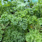 Dwarf Green Curled Kale