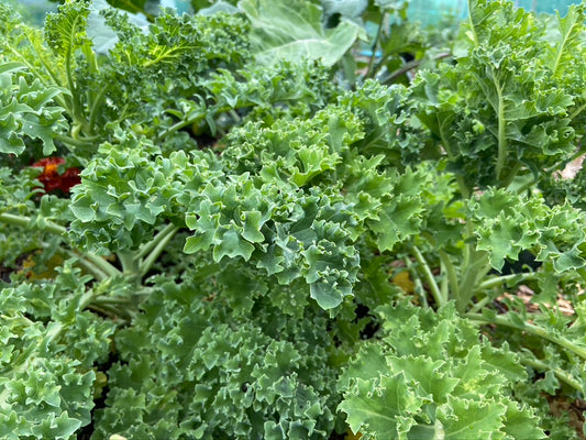 Dwarf Green Curled Kale