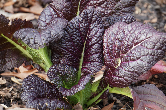 Red Giant Mustard