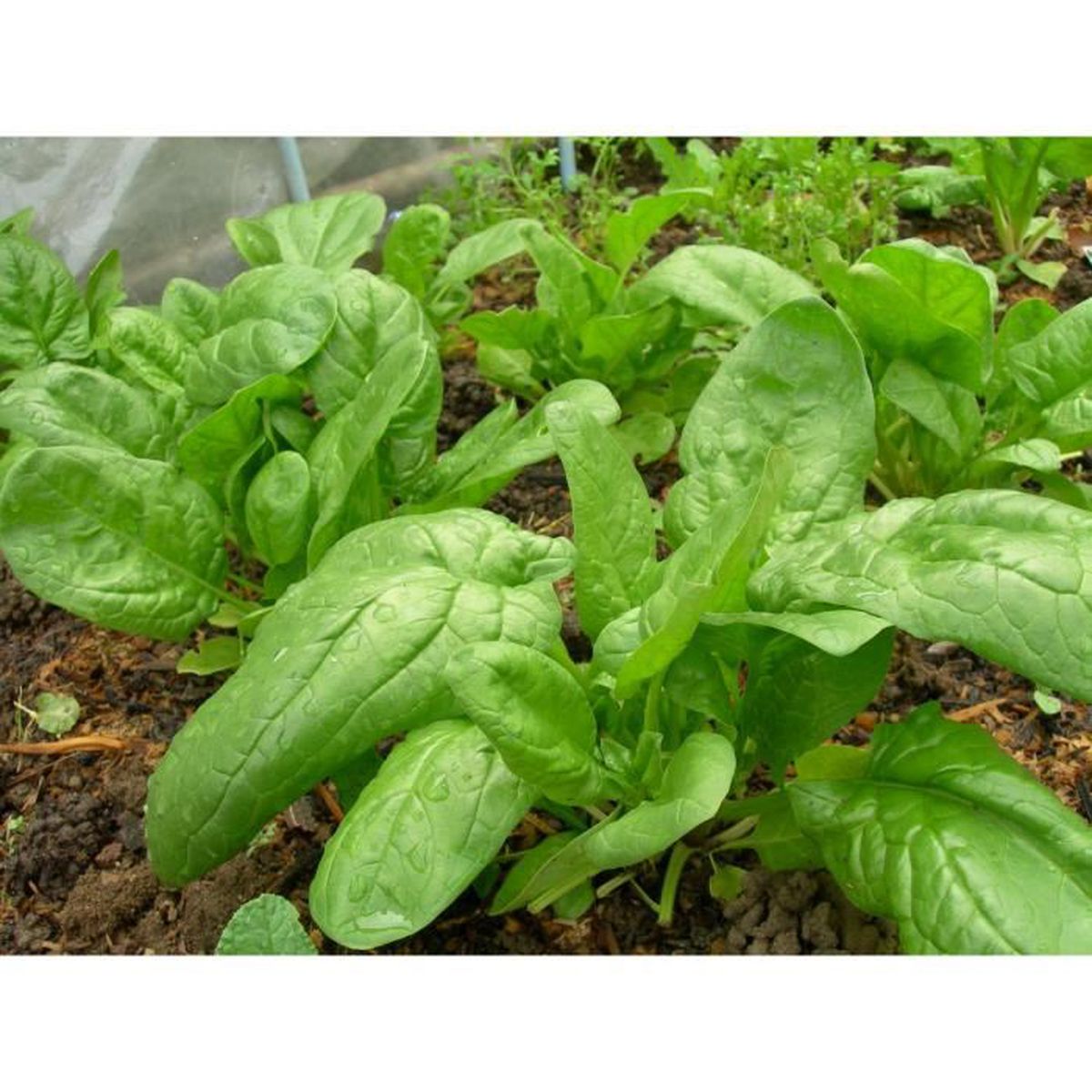 Butterflay spinach