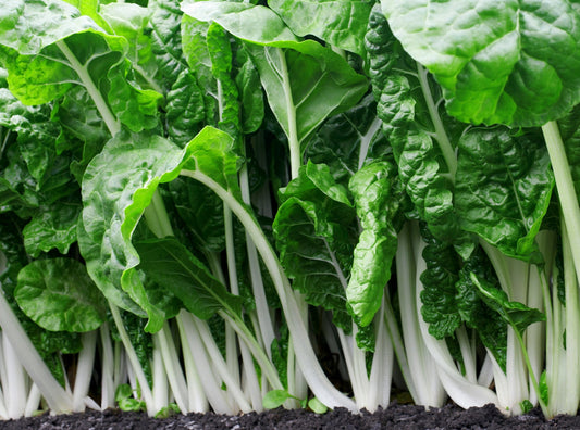 Fordhook Giant Chard