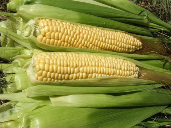 Corn Sweet Ashworth