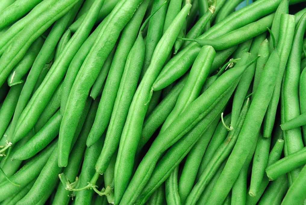 Jade Bush Beans