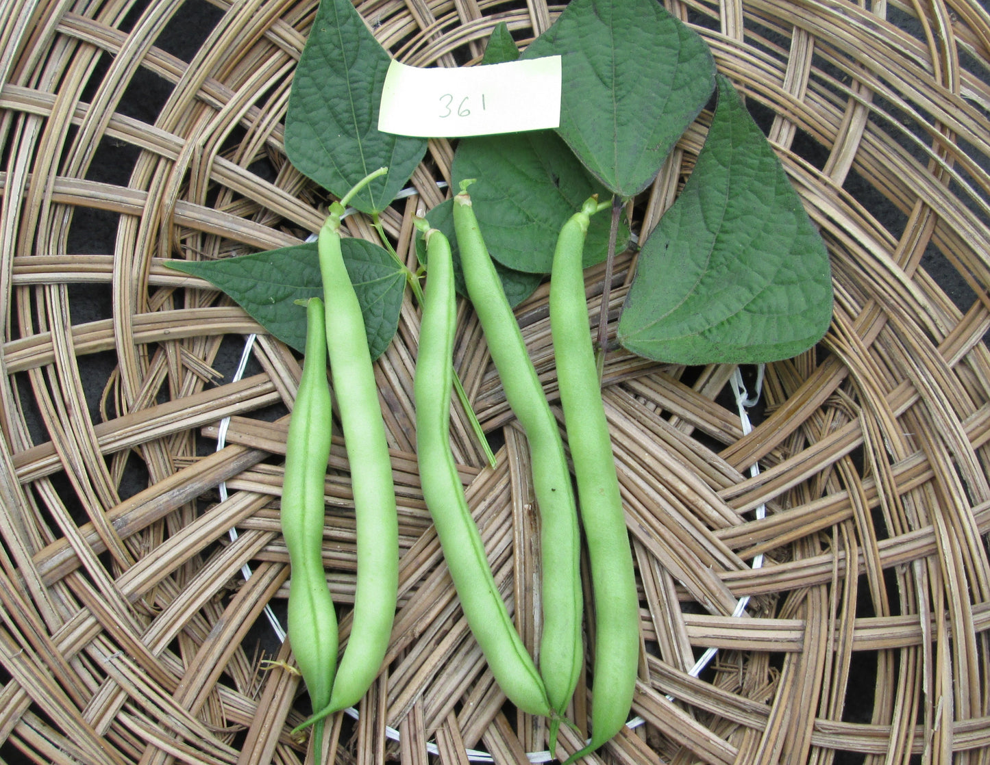 Tendergreen Bean