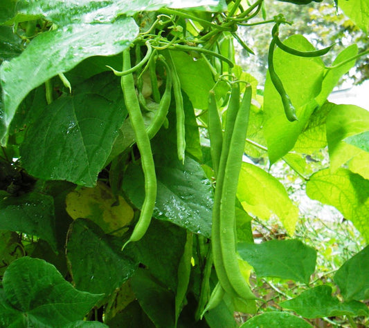 Kentucky Wonder Green Beans