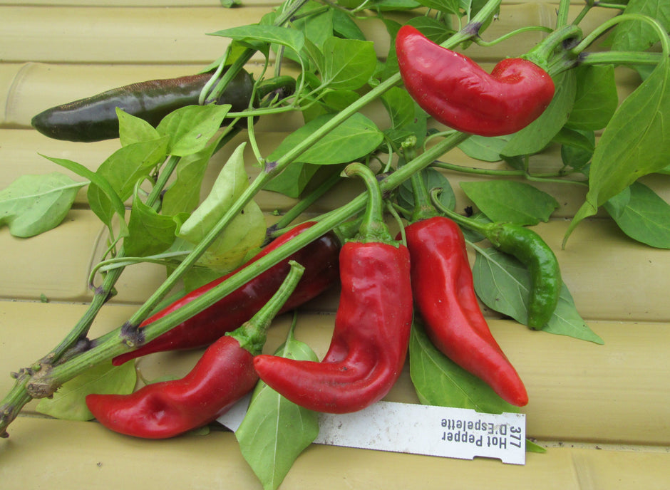 Organic Hot Pepper Seeds - Baklouti, Bulgarian, Guajillo by Greta's ...