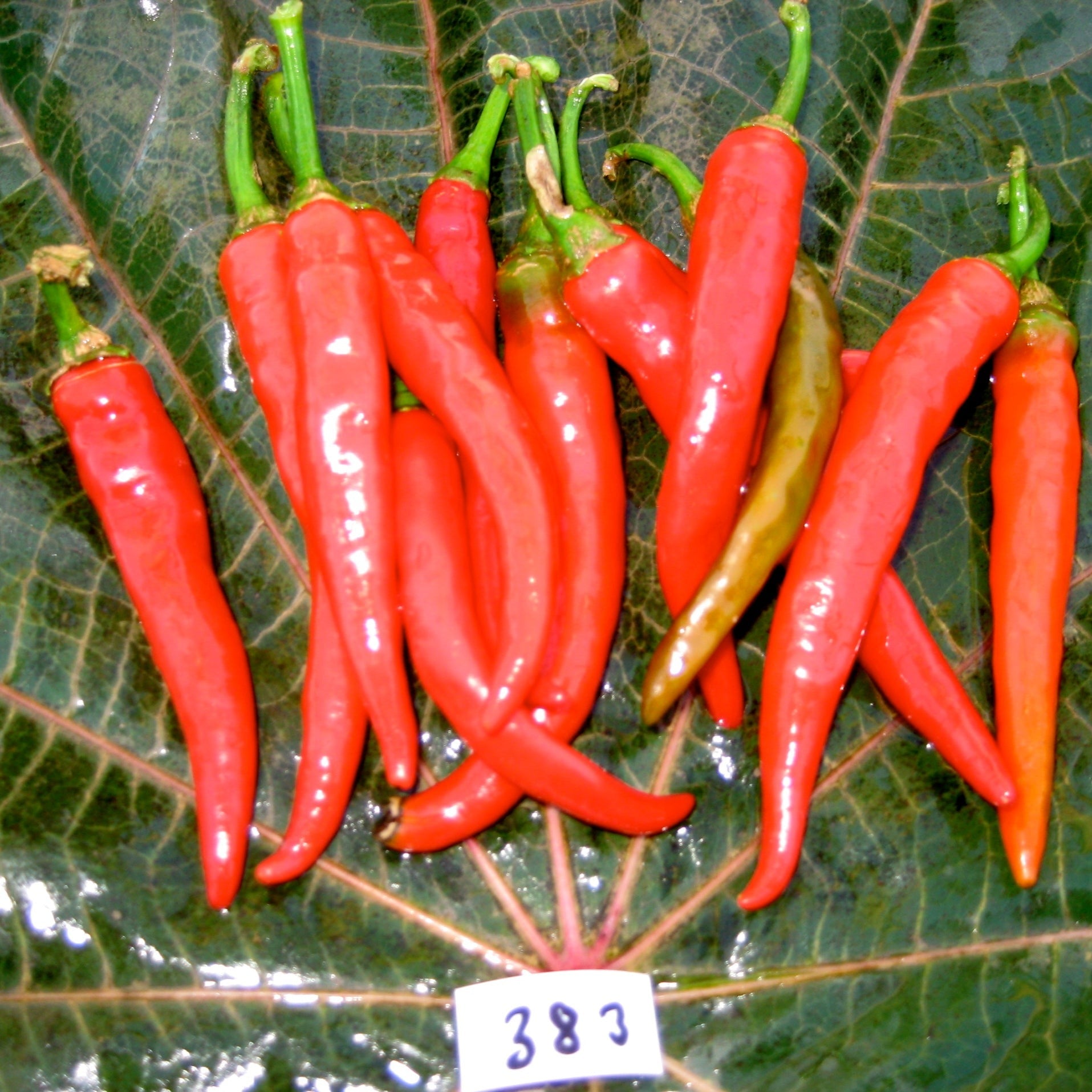 Ring of Fire hot pepper 