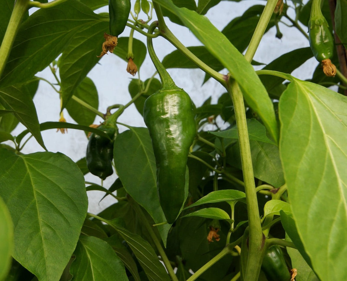 Padron Hot Pepper