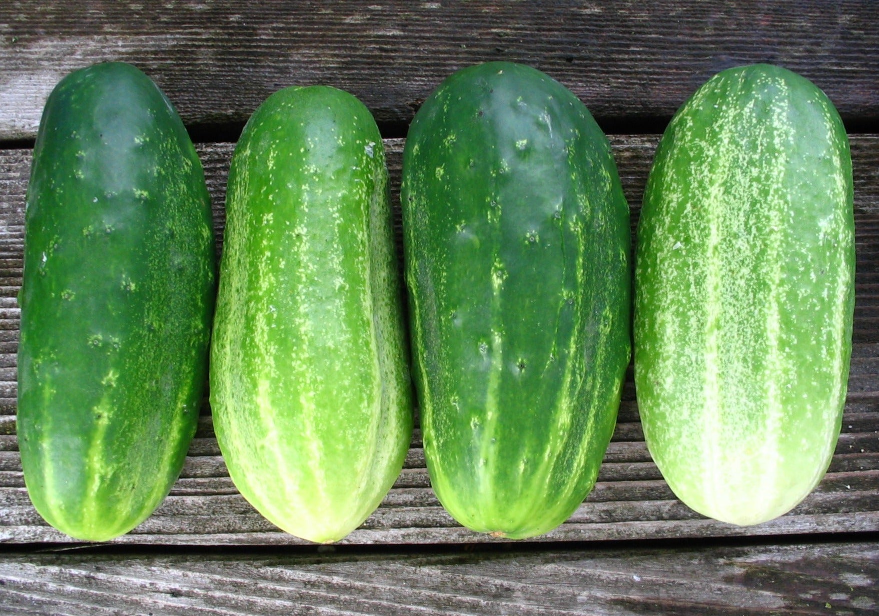 Early Russian Pickling Cucumber