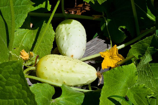 Boothby's Blonde Cucumber