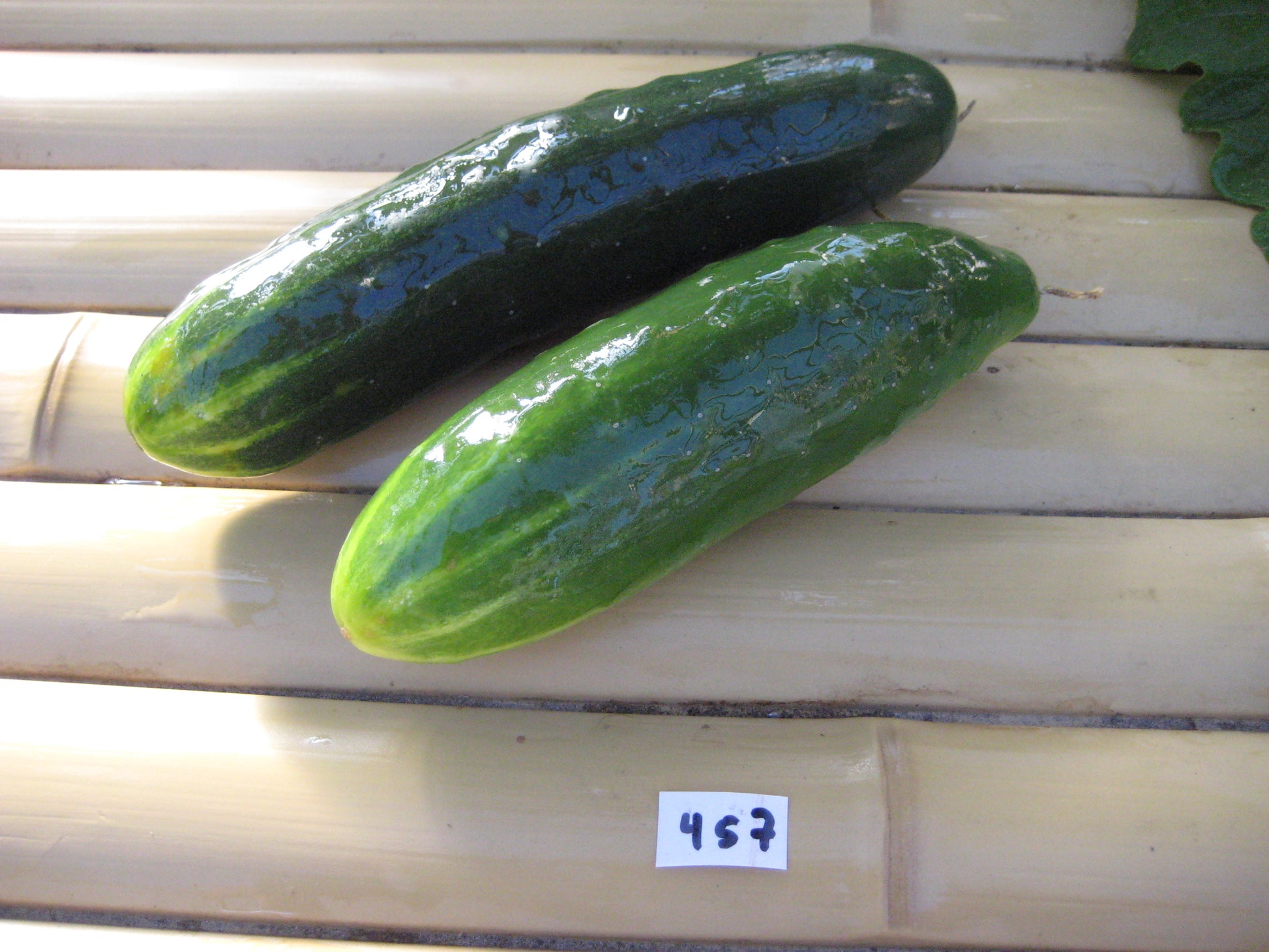 Improved Long Green Cucumber