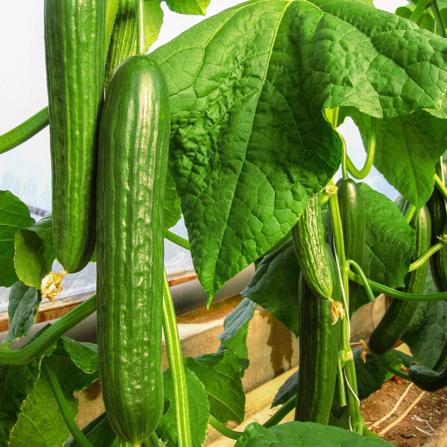 Telegraph Improved Cucumber