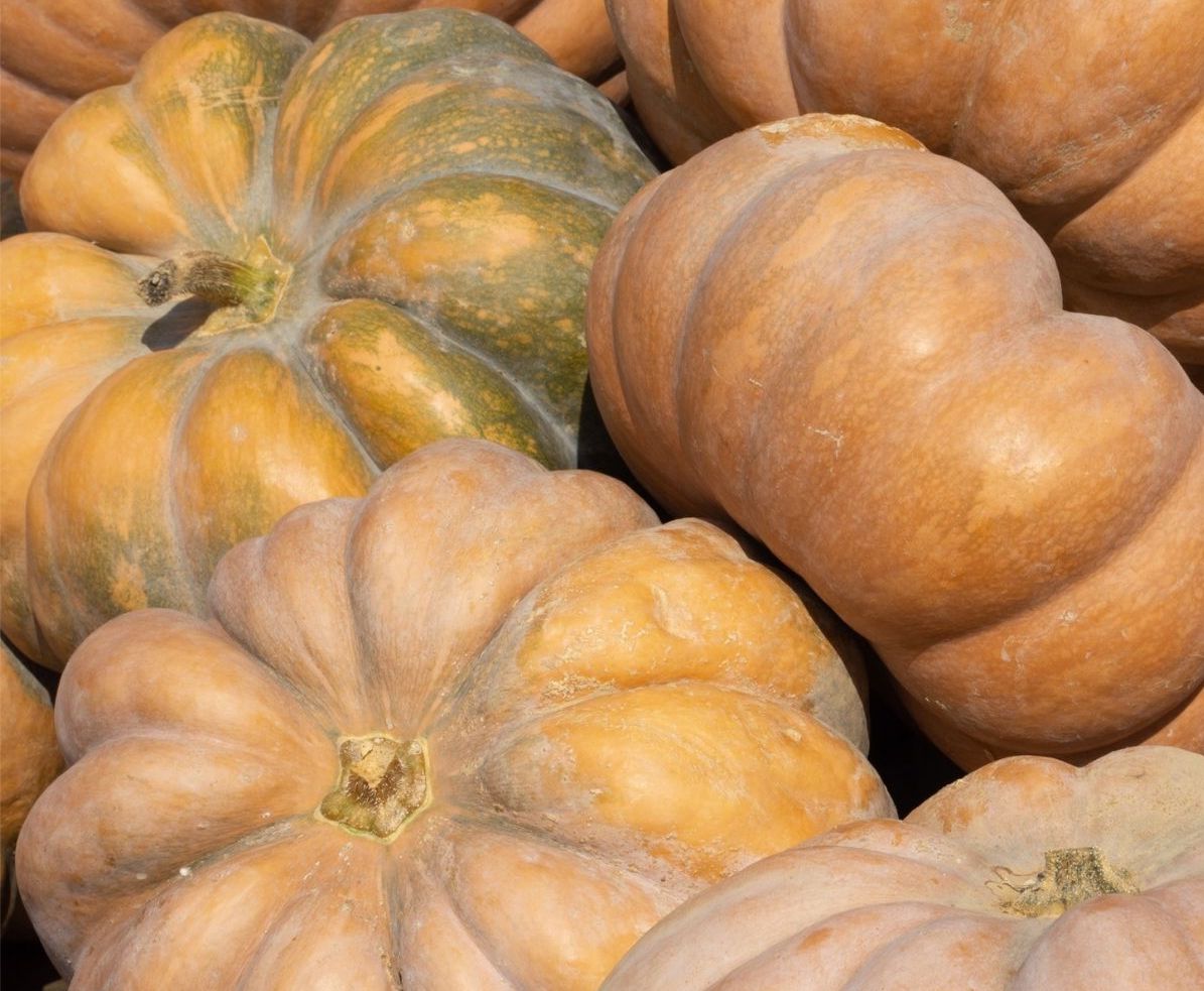 Pumpkin Moscade de Provence