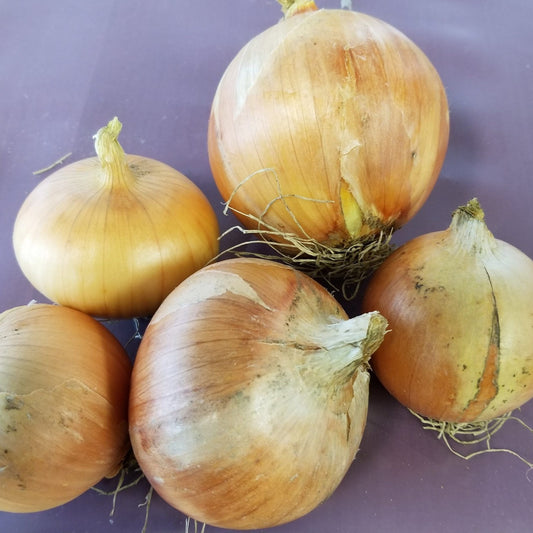 New York Early Onions