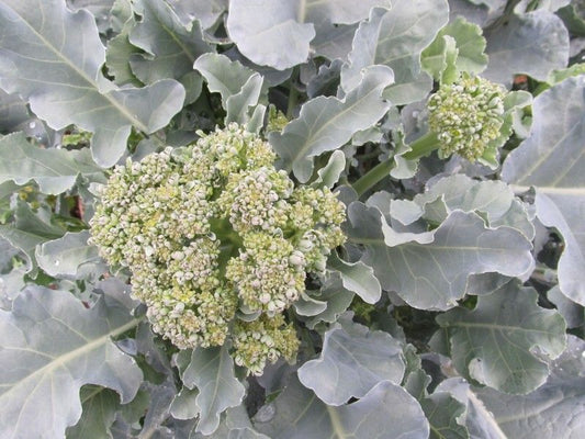 Broccoli, Piracicaba