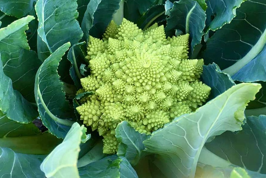Natalino Romanesco Broccoli