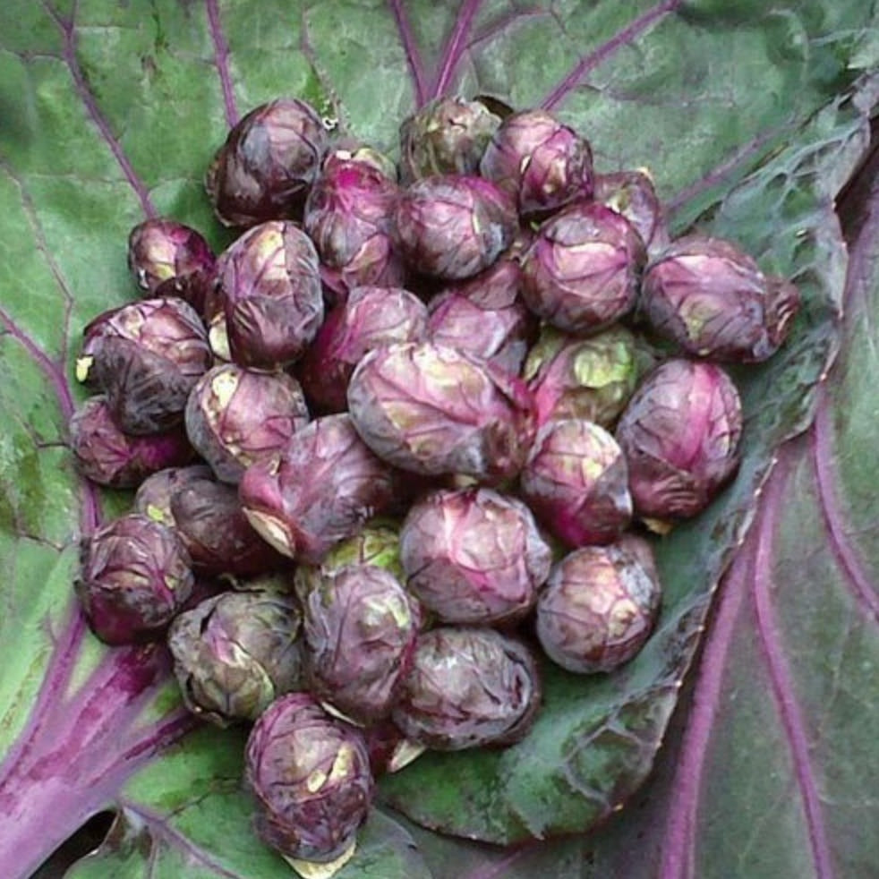 Red Ball Brussel sprouts