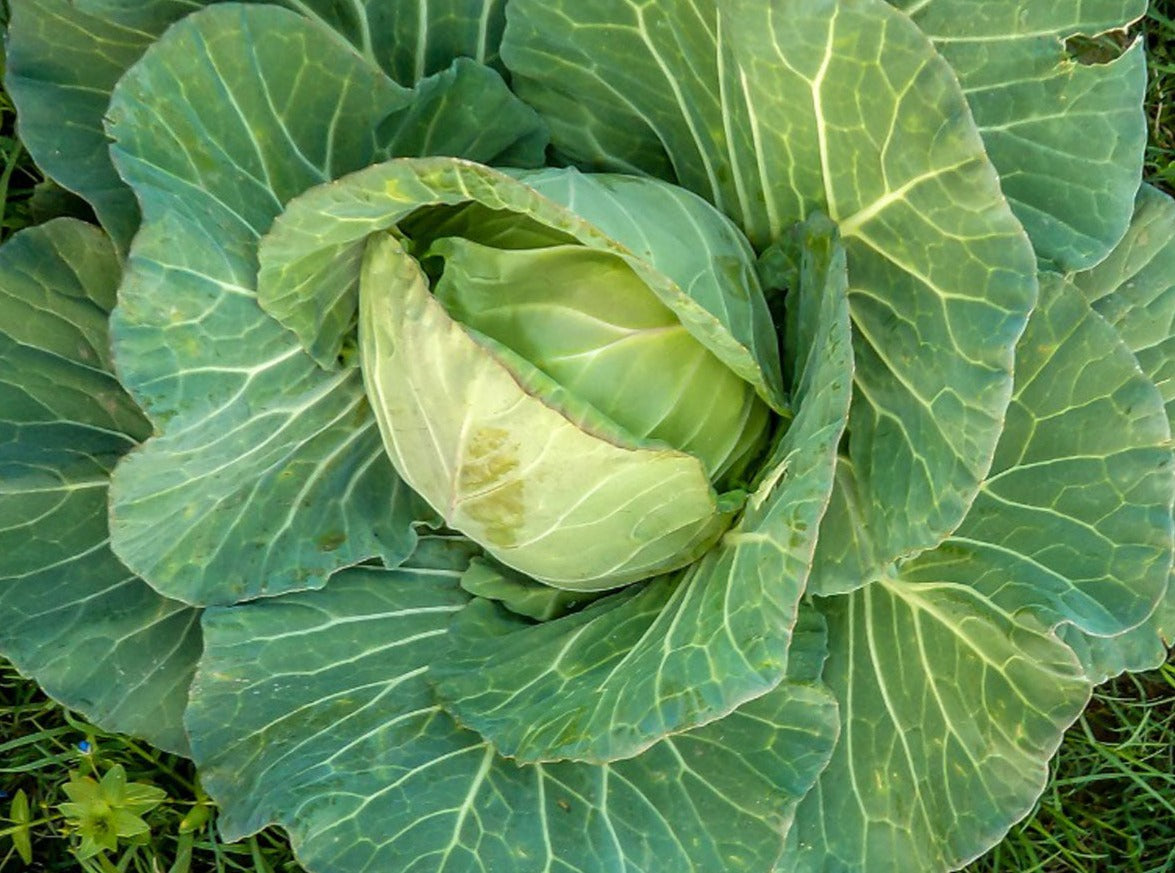 Coppenhagen Market Cabbage