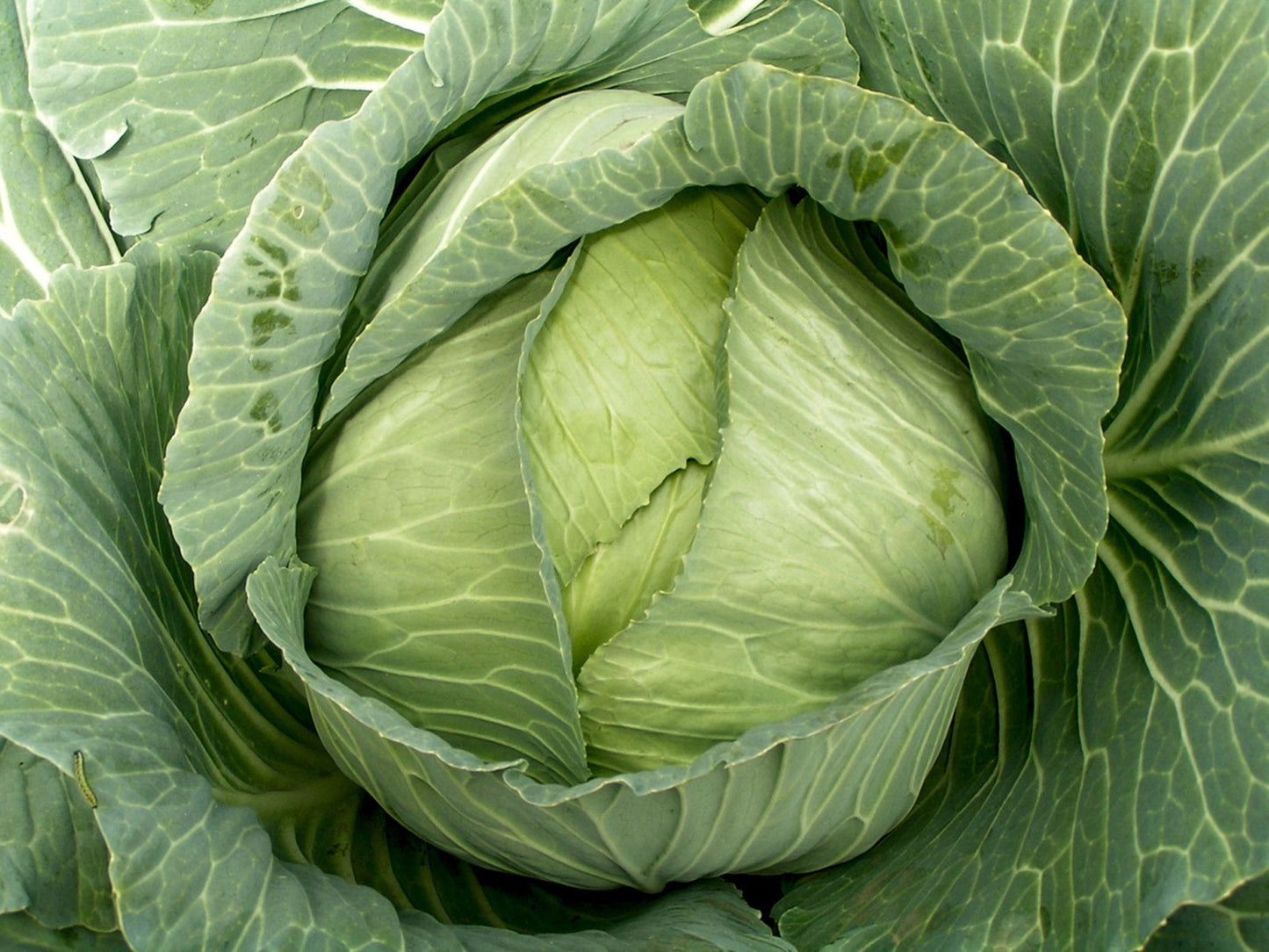 Premium Flat Dutch Cabbage