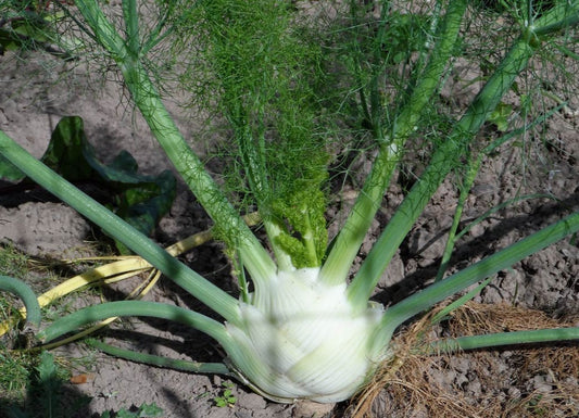 Perfection Fennel