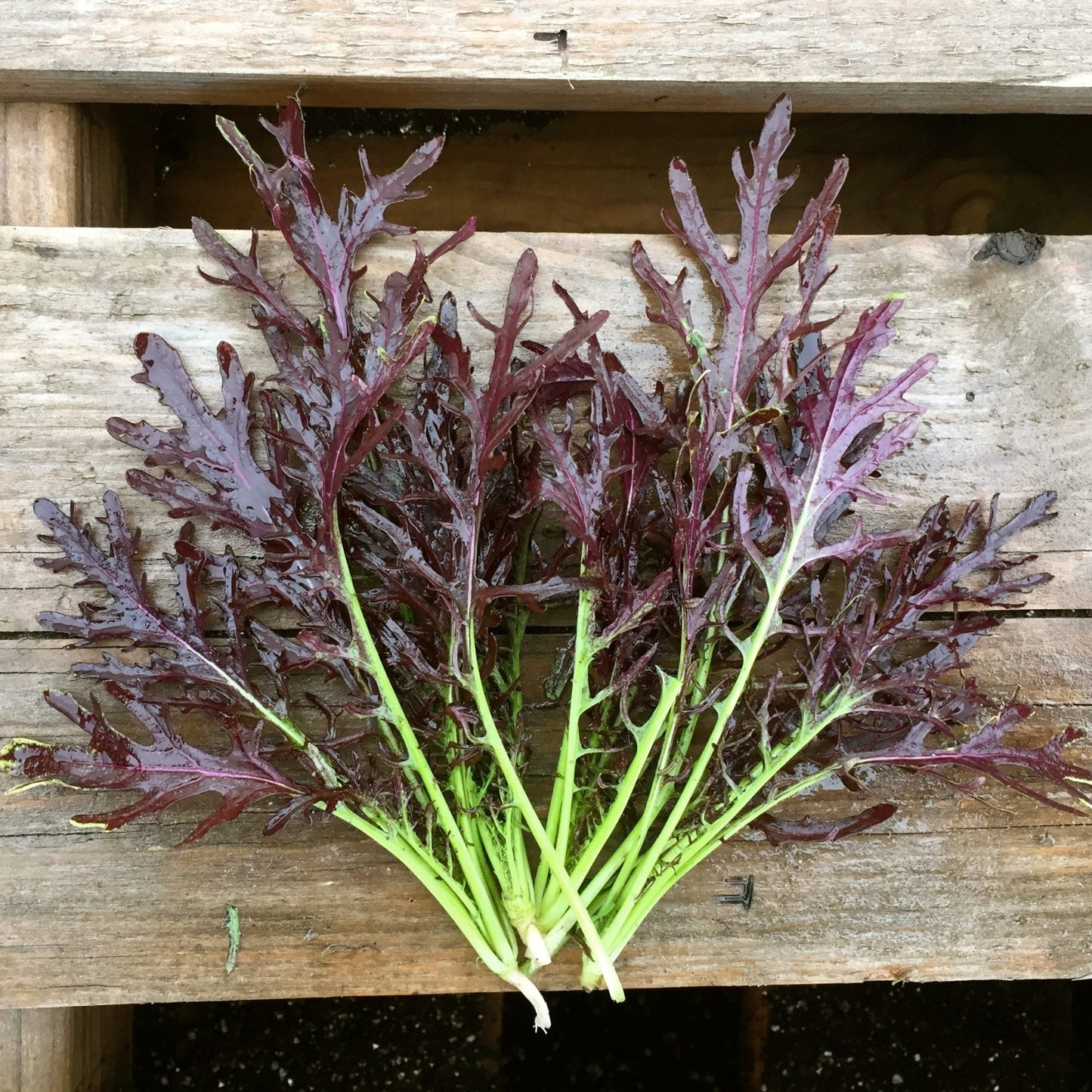 Purple Mizuna Greens