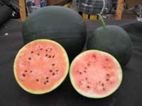 Blacktail Mountain Watermelon