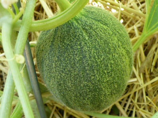 Melon Kazakh