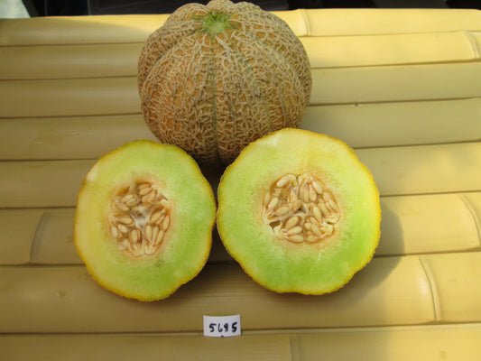 Early Hanover Melon